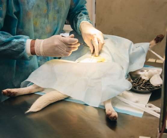 Хірургія тварин Київ